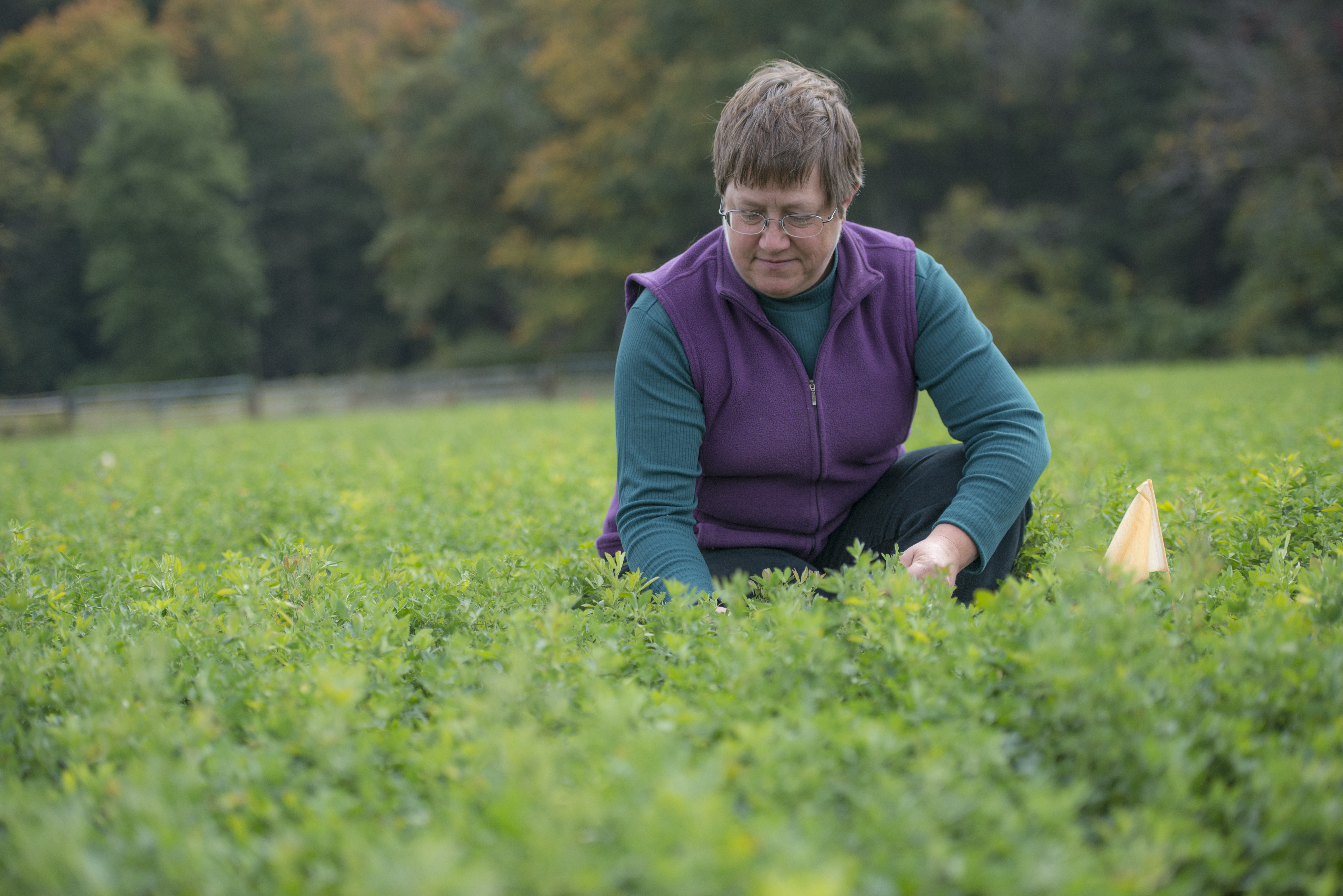 Kim Cassida in alfalfa field.jpg